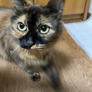 長毛の人懐っこい女の子（生後約１歳,1頭飼い向き)