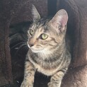 里親になってくれる方募集