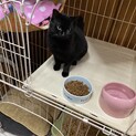 ※只今交渉中。黒猫の女の子です。人慣れ修行中！