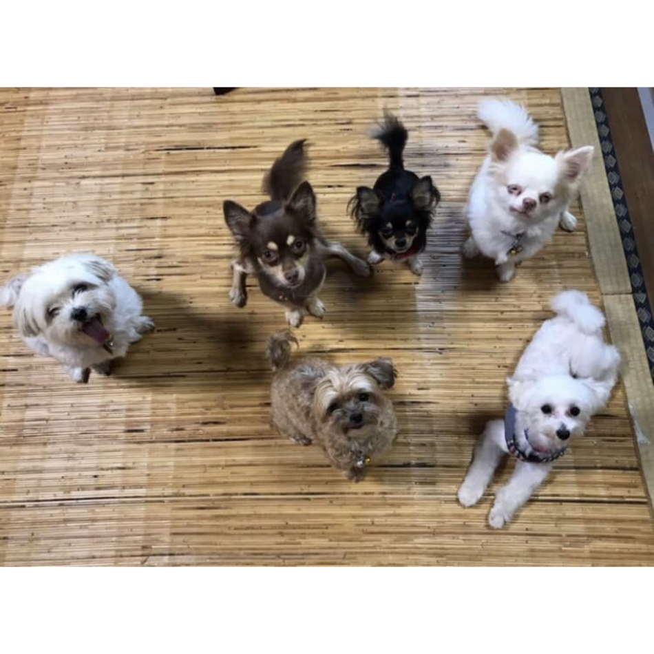 きんちゃんのカバー写真