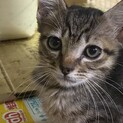 生後二か月の子猫