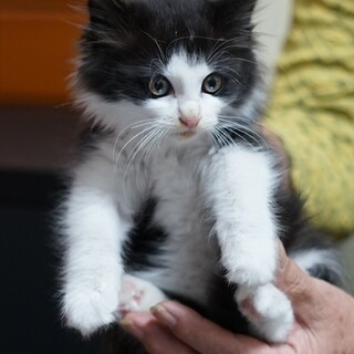 生後1.5ヶ月♂ウサギ体型ふわふわパンダ