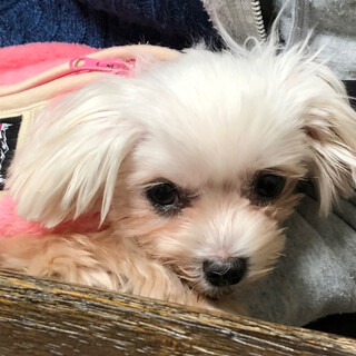 小さなマルチーズ ななちゃん