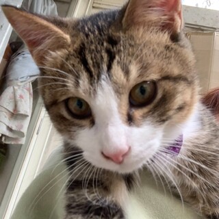 抱っこして～の甘えん坊　虎太朗