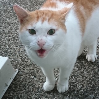 スリスリゴロゴロ懐こいチャイくん