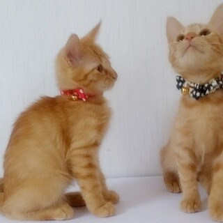 嬉しい時お話する♪♪表情豊かな兄妹