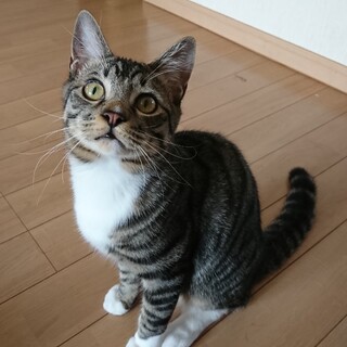 すぐにゴロゴロする甘えん坊です。