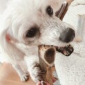 ビションフリーゼ　おこめちゃん