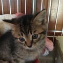 終生飼える方求む