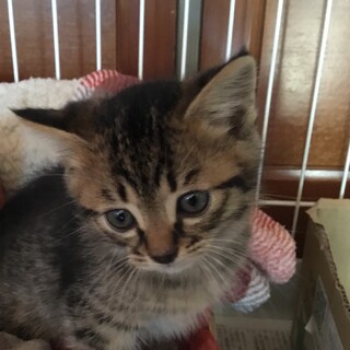 終生飼える方求む