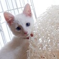 白猫「雪見」里親様募集