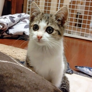 やんちゃ可愛いもみじちゃん、家族募集中