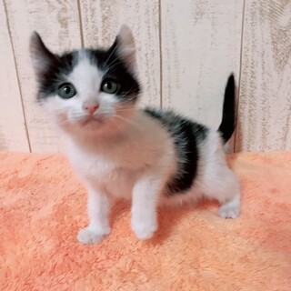 家族が出来ました♡推定9月生♀みたらしちゃん♡