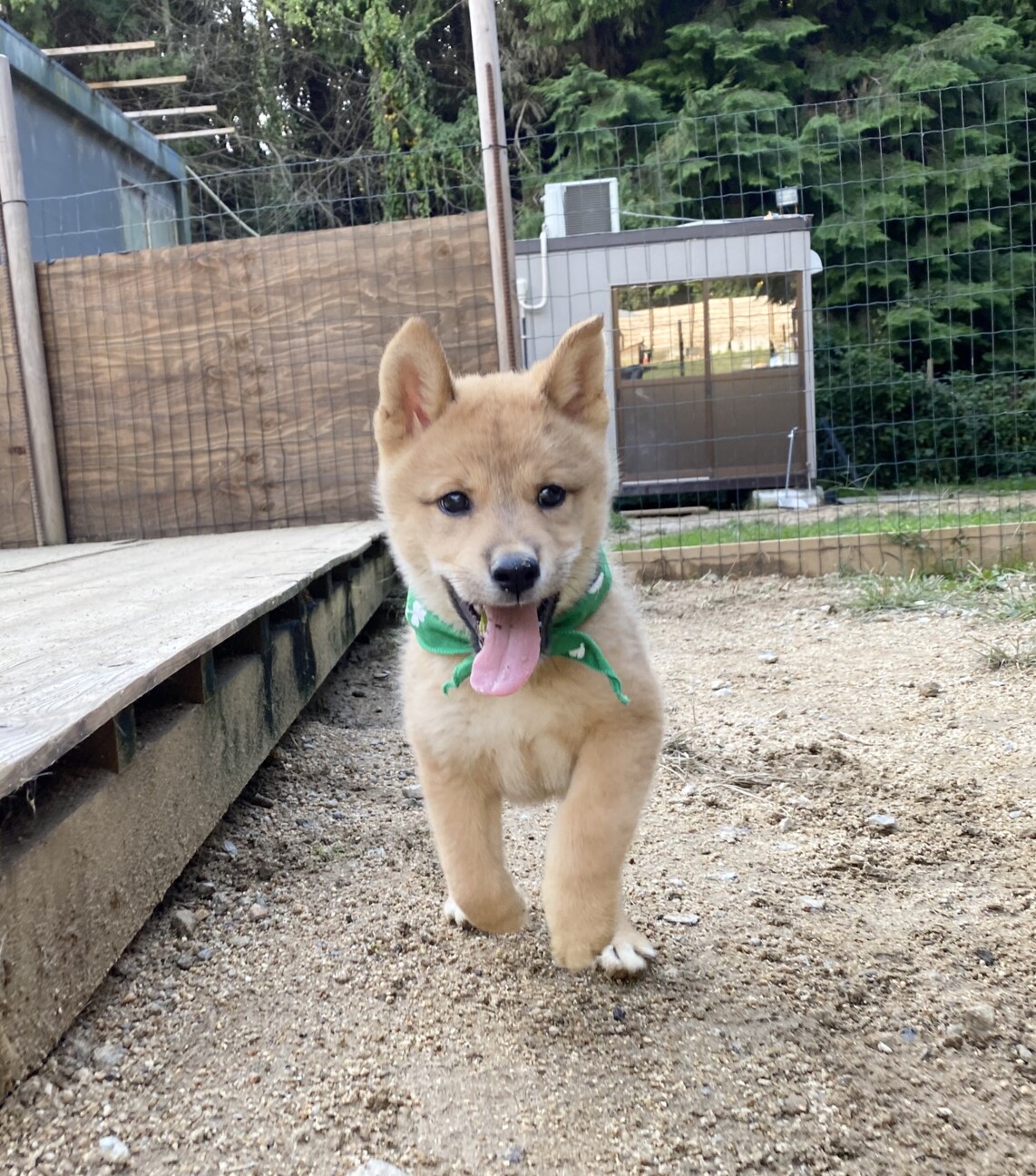 元気いっぱい柴田君2ヶ月 香川県 犬の里親募集 ペットのおうち 月間利用者150万人