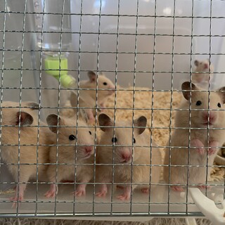 キンクマハムスター（男の子）です。