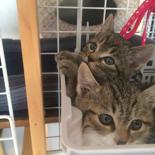 新しい家族が決まりました。可愛い姉妹ちゃんです 