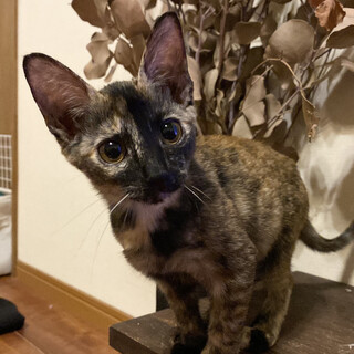 おとなしめのシホちゃん4ヶ月