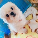 ペキマルとんきーまるちゃん
