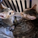 ベンガル猫＋ベンガル猫mix子猫
