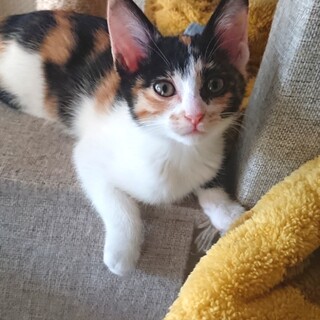 小柄な三毛ちゃん❤️❤️２ヶ月
