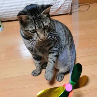 おっとりとした性格のトラ君です。