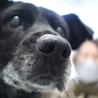 穏やかで可愛いミミちゃん