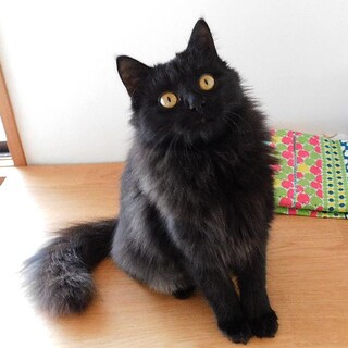 長毛ゴージャスなルアナちゃん