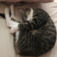 たまご