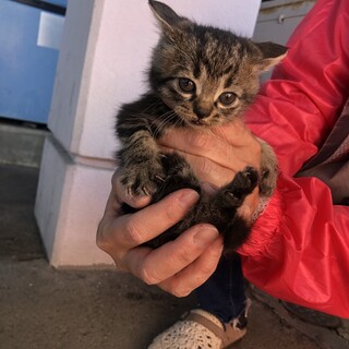 お風呂やさんの猫①