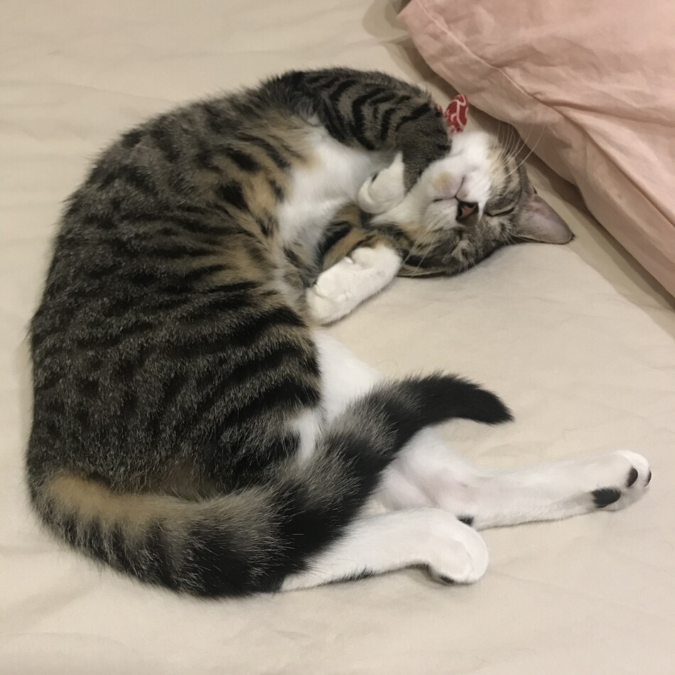 たまごのカバー写真