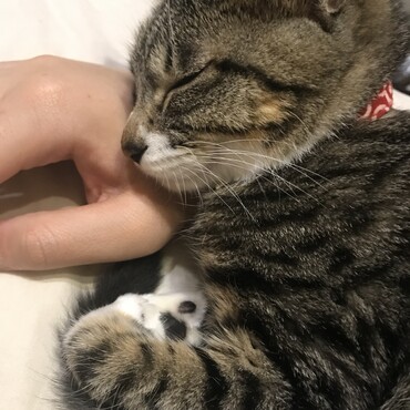 人間にべったりです