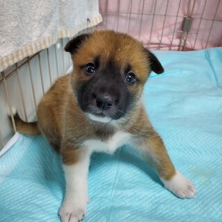 可愛すぎる１ヶ月茶白鼻グロはるひ✨野犬にも家族を