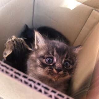 お風呂屋さんの猫②