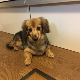 お目目クリクリな男子「コロ助」