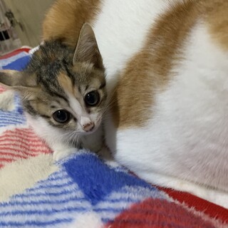 超美猫さんキジ三毛女の子