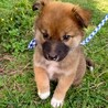 約1.5ヶ月　ミックス仔犬の男の子 サムネイル4