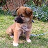 約1.5ヶ月　ミックス仔犬の男の子 サムネイル6