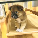 約1.5ヶ月　ミックス仔犬の男の子