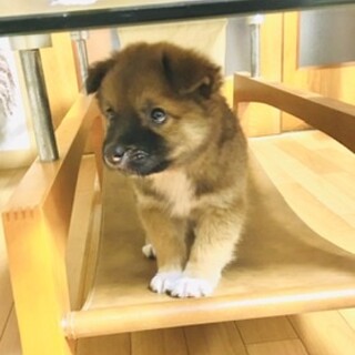 約1.5ヶ月　ミックス仔犬の男の子