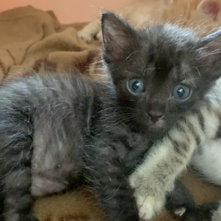 ゴマ柄の超甘えた男の子！