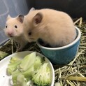 キンクマハムスターの赤ちゃん