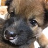 約1.5ヶ月　ミックス仔犬の男の子 サムネイル5