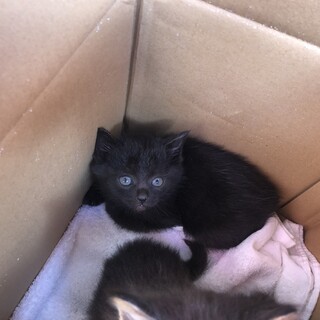 お風呂やさんの猫③