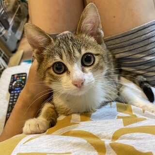 綺麗な色の元気ボーイメカブくん