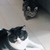 同じ体制笑