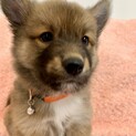 ☆生後2ヶ月優しいお顔のふぅくん♂☆