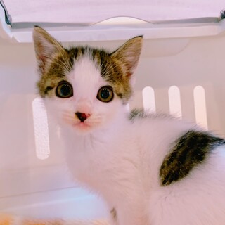 家族が出来ました♡キジ白のアリアちゃん♡好奇心旺盛