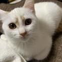 茶トラの白茶！希少種！！可愛い白猫生後約3ヶ月
