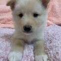 トライアル決定につき募集停止むうくん2ヶ月♂