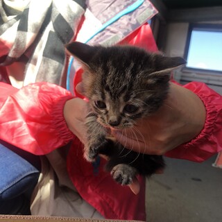 お風呂やさんの猫④